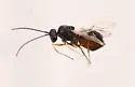 Catsear Gall Wasp - photo 4