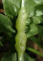 Dandelion Gall Wasp