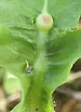 Dandelion Gall Wasp - photo 2