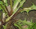Dandelion Gall Wasp - photo 3