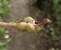 Dandelion Gall Wasp - photo 4