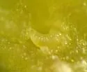 Dandelion Gall Wasp - photo 5