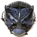 Phanaeus adonis - photo 4