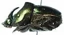 Phanaeus amithaon - photo 2