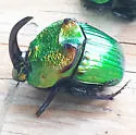 Phanaeus amithaon - photo 3