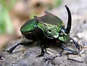 Phanaeus difformis - Phanaeus difformis