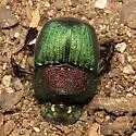 Phanaeus difformis - photo 2