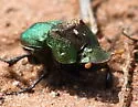 Phanaeus difformis - photo 4