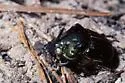 Phanaeus igneus