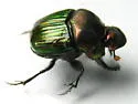 Phanaeus igneus - photo 2