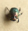Phanaeus igneus - photo 3