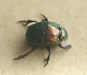 Phanaeus igneus - photo 4