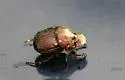 Phanaeus igneus - photo 5