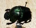Phanaeus quadridens