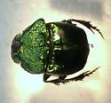 Phanaeus quadridens - photo 2