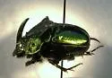 Phanaeus quadridens - photo 3
