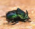 Phanaeus quadridens - photo 4