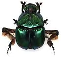 Phanaeus quadridens - photo 5