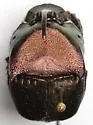 Phanaeus texensis - photo 3