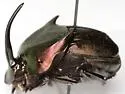 Phanaeus texensis - photo 4