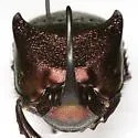 Phanaeus texensis - photo 5