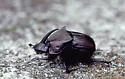 Phanaeus triangularis