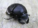 Phanaeus triangularis - photo 2