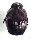 Phanaeus triangularis - photo 3