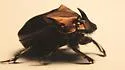 Phanaeus triangularis - photo 4