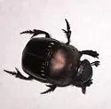 Phanaeus triangularis - photo 5