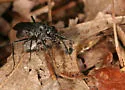 Phanagenia bombycina - photo 2