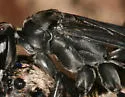 Phanagenia bombycina - photo 3
