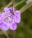 Phaneroptera nr-nana