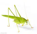 Phaneroptera nr-nana - photo 2