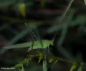 Phaneroptera nr-nana - photo 3
