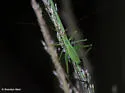 Phaneroptera nr-nana - photo 4