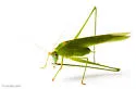 Phaneroptera nr-nana - photo 5