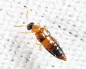 Phanerota dissimilis