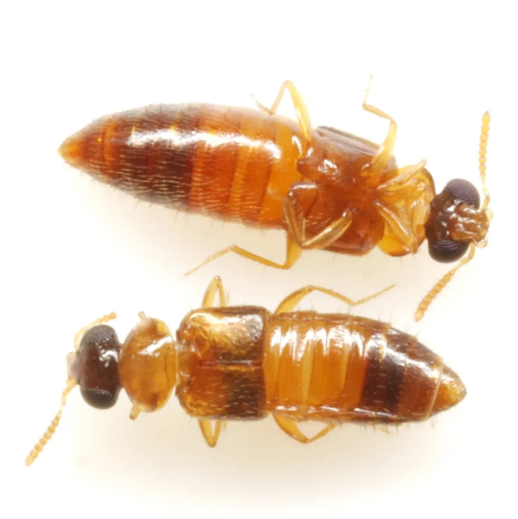 Phanerota fasciata - photo 2