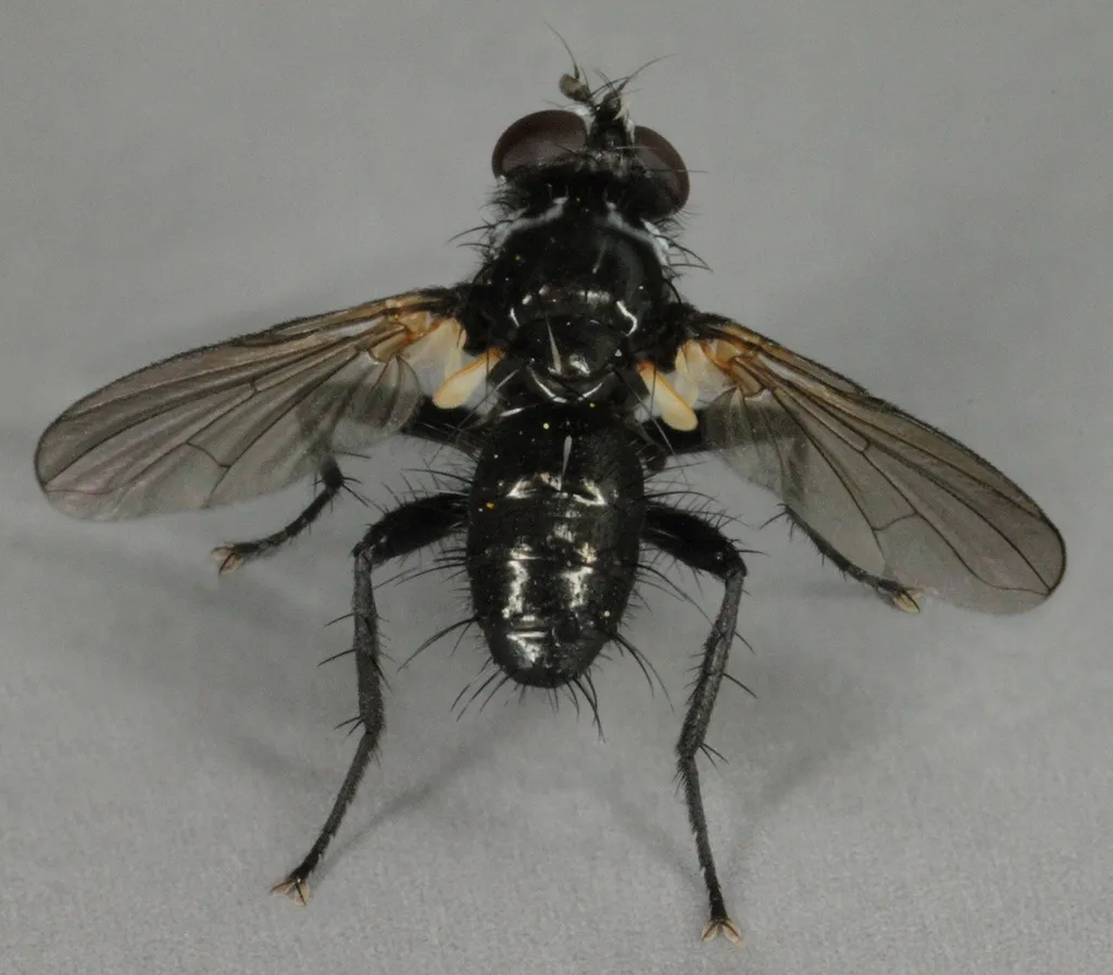 Phania funesta - photo 2