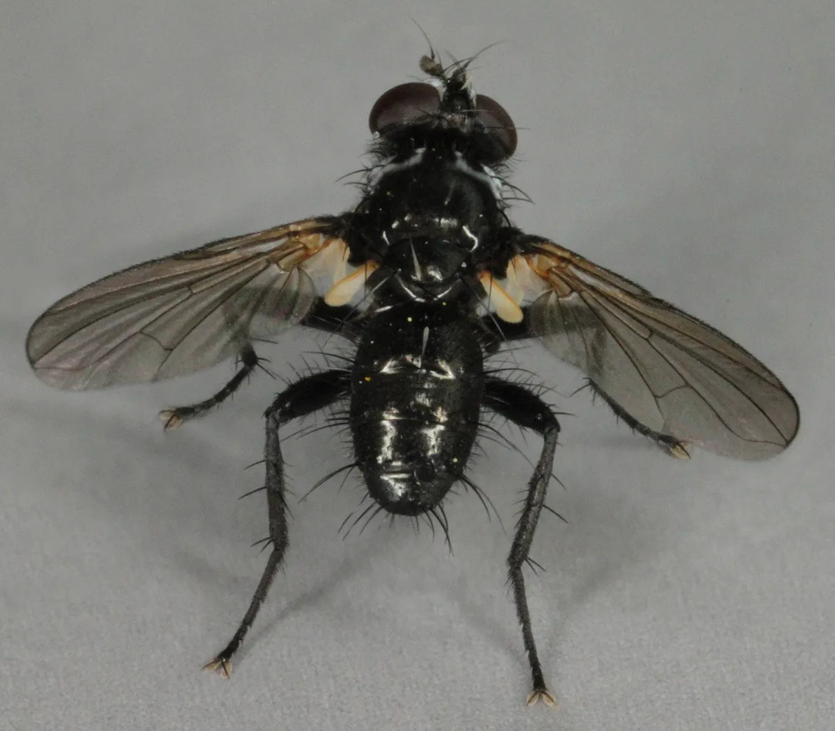 Phania funesta - photo 3