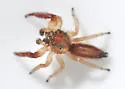 Phanias concoloratus