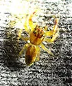 Phanias concoloratus - photo 3