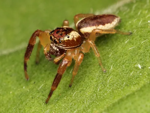 Phanias watonus - photo 2