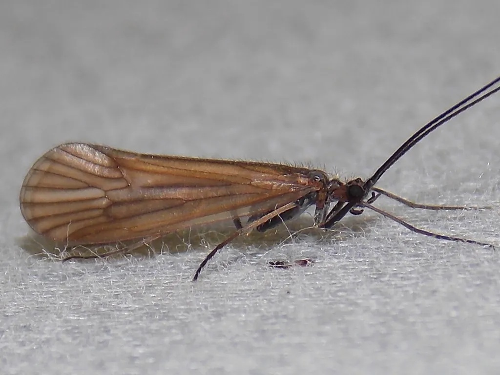 Phanocelia canadensis - photo 2