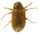 Phanocerus clavicornis - photo 2