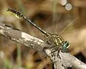 Clearlake Clubtail