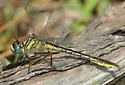Clearlake Clubtail - photo 2