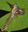 Clearlake Clubtail - photo 3