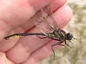 Clearlake Clubtail - photo 4